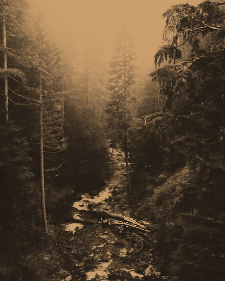 A bronze-toned forest in low mist.