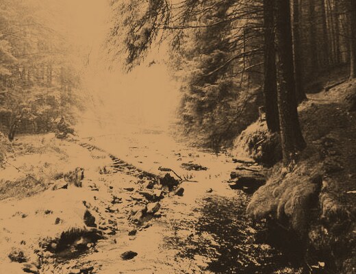 A bronze-toned stream running through dark woodland.