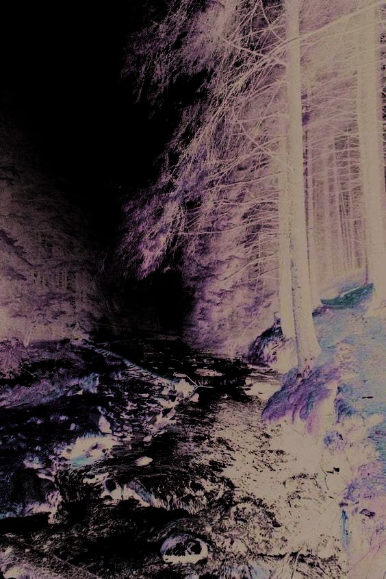 Forest stream from the supplied style guide, used as a placeholder.