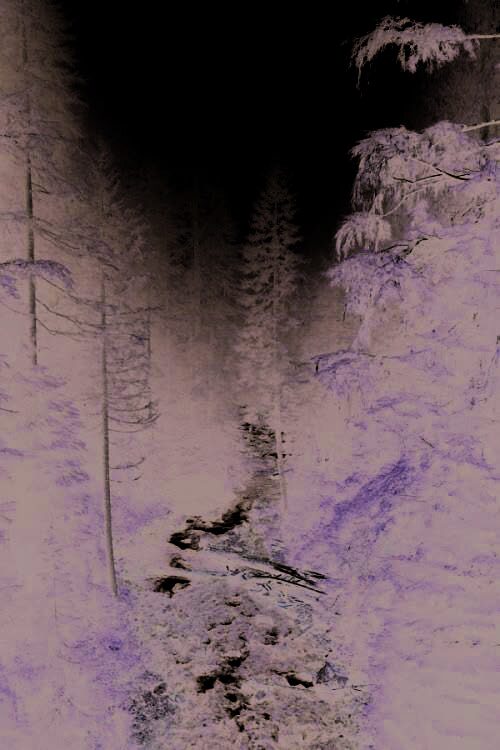 Atmospheric forest from the supplied style guide, used as a placeholder.